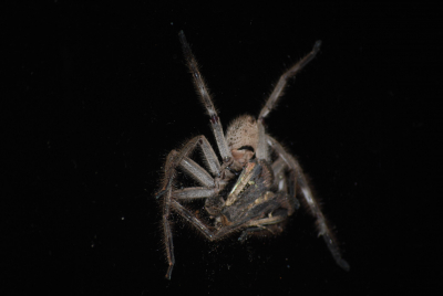 housespider